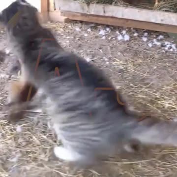 Funny animals video