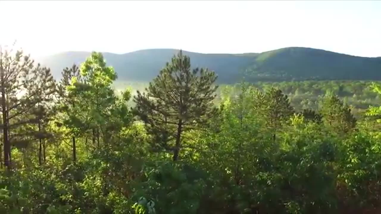 Sunny Mornings: Beautiful Relaxing Music with Piano, Guitar & Bird Sounds