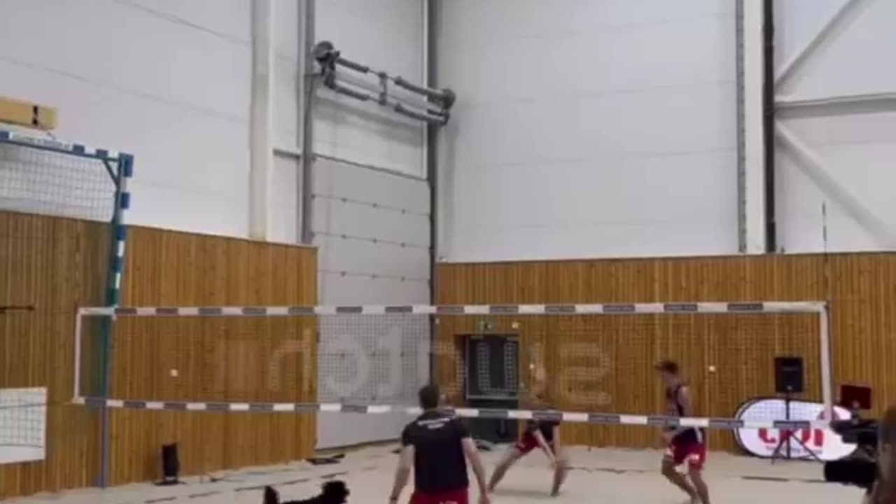 Dog playing volleyball