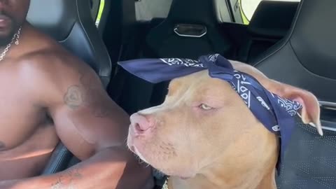 Funny Dog Videos