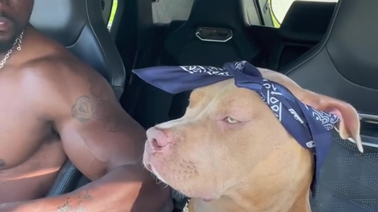 Funny Dog Videos