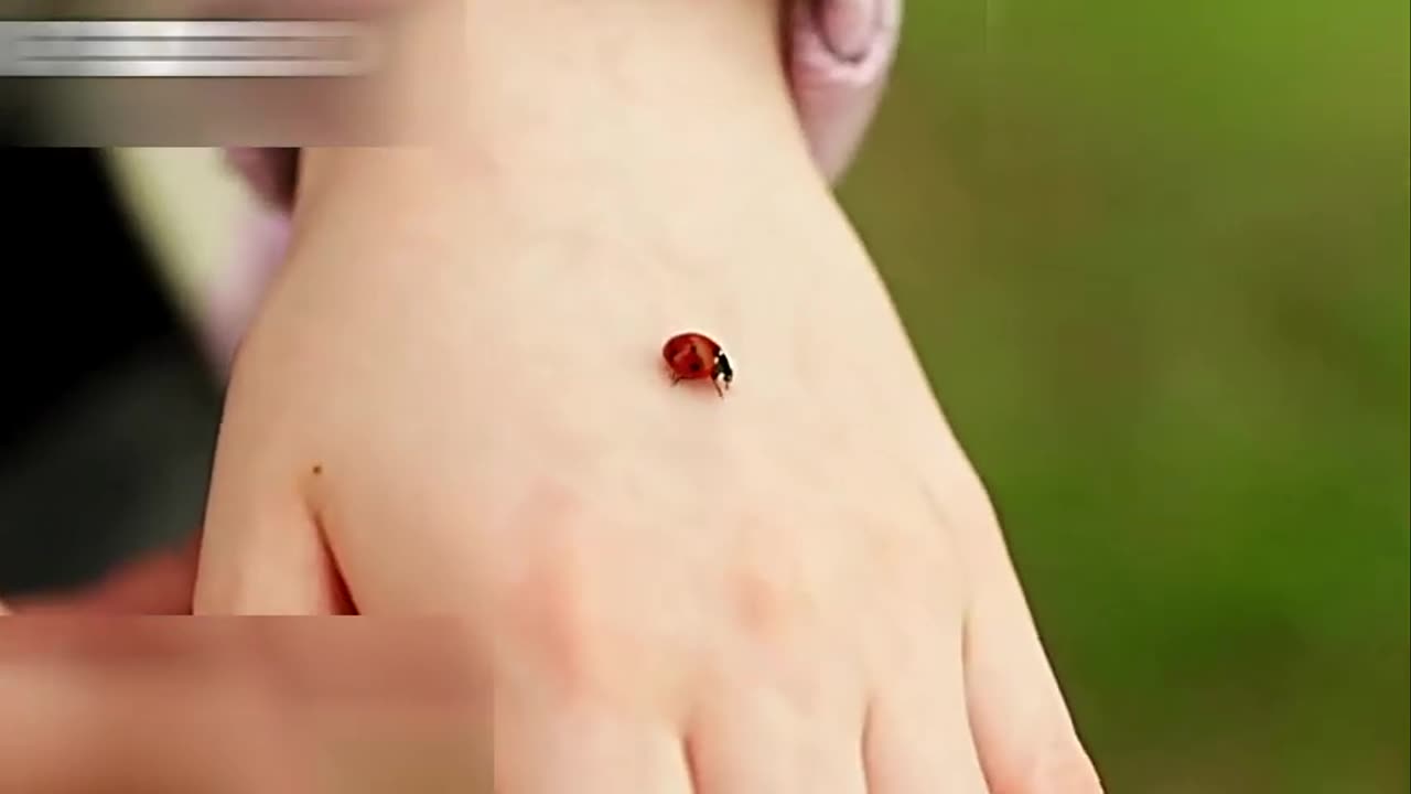 Epic Adventure of a tiny louse