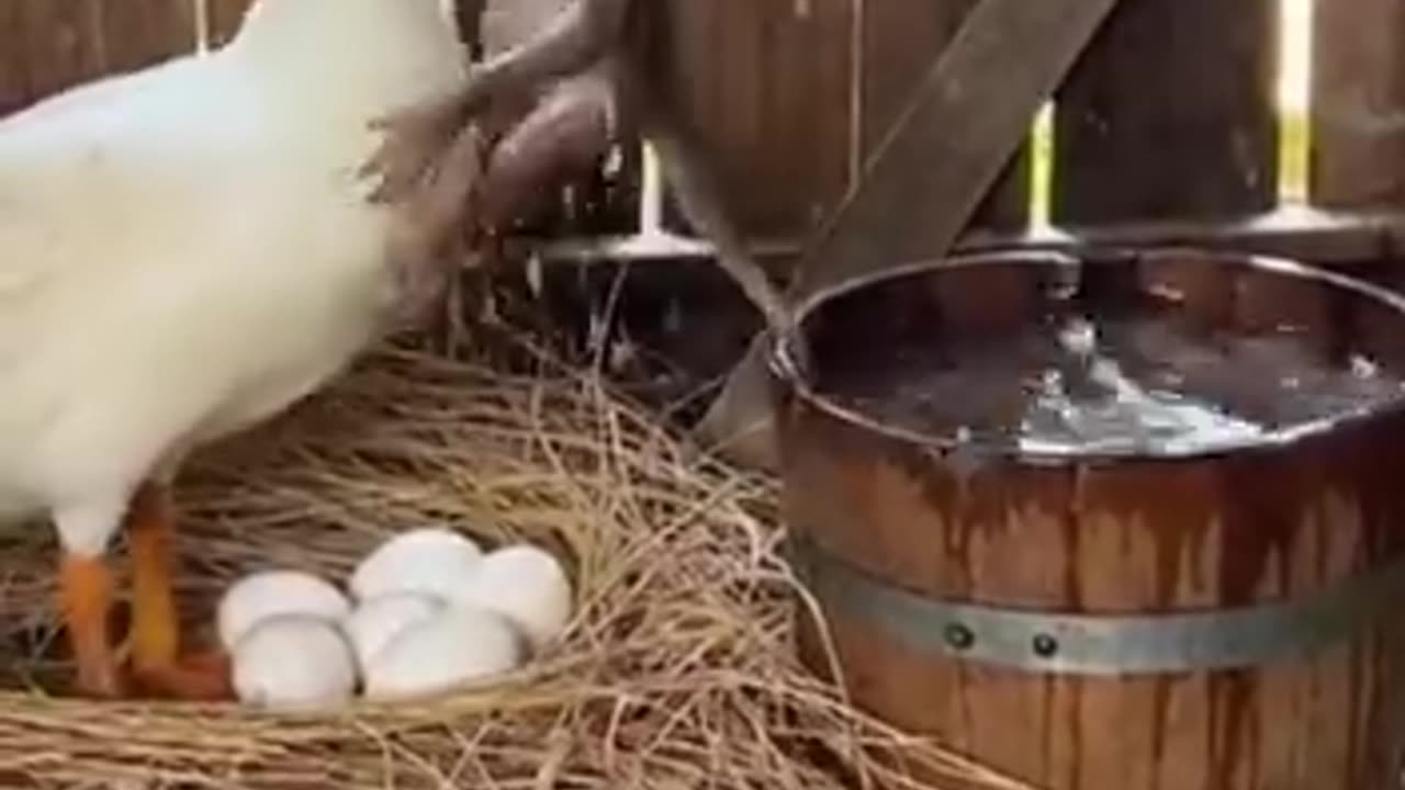 Funny 😂🤣 video of monkey and duck 🦆