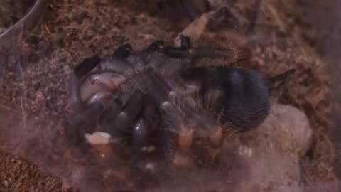 😏👻 The Creepy 'Feel Me Up Buttercup' Phenomenon Explained! | TheHauntingHour