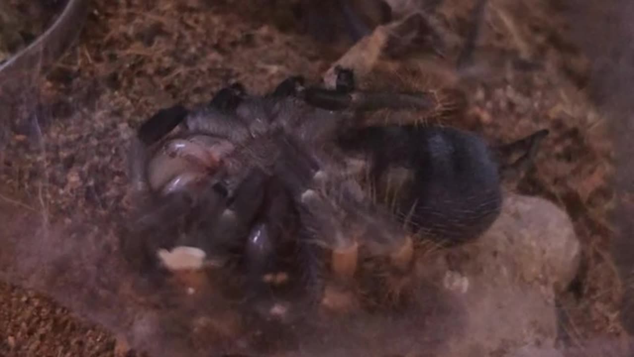 😏👻 The Creepy 'Feel Me Up Buttercup' Phenomenon Explained! | TheHauntingHour