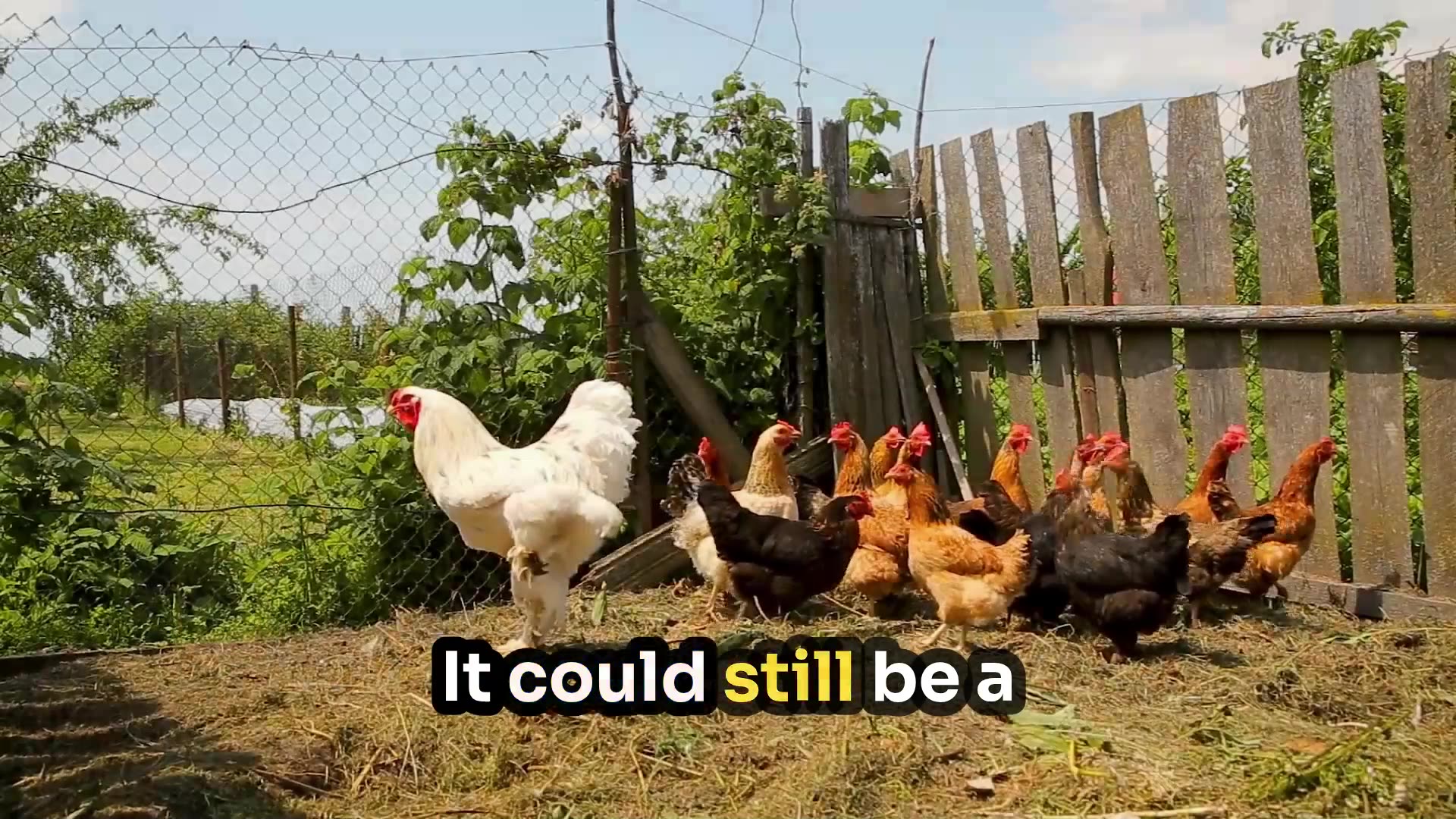 CFIA Can Destroy Your Flock Without Lab Proof — Know Your Rights