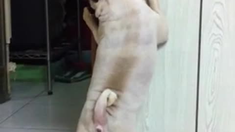 The dog is shy