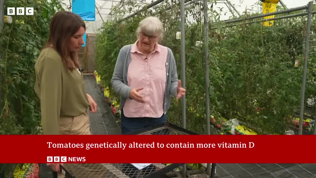 Why are tomatoes being genetically altered for vitamin D