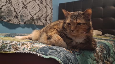 Lazy Cat Just Vibing on the Bed All Day