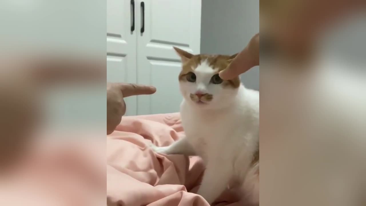 NEVER POINT AT A CAT 😂- COMPILATION!!!!!!!!!!!!!!!