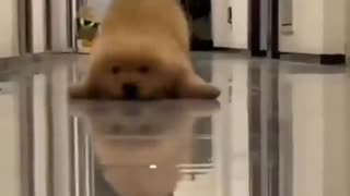 😂😭 This Pup's Clumsy Antics Will Make Your Day! | FunFM