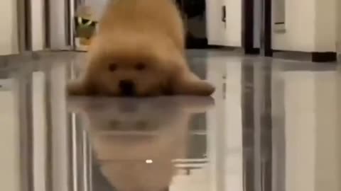 ๐๐ญ This Pup's Clumsy Antics Will Make Your Day! | FunFM