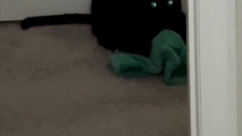 Cute Precious Piper Helps on Wash Day - My Adopted Shelter Cat Vlog #shorts