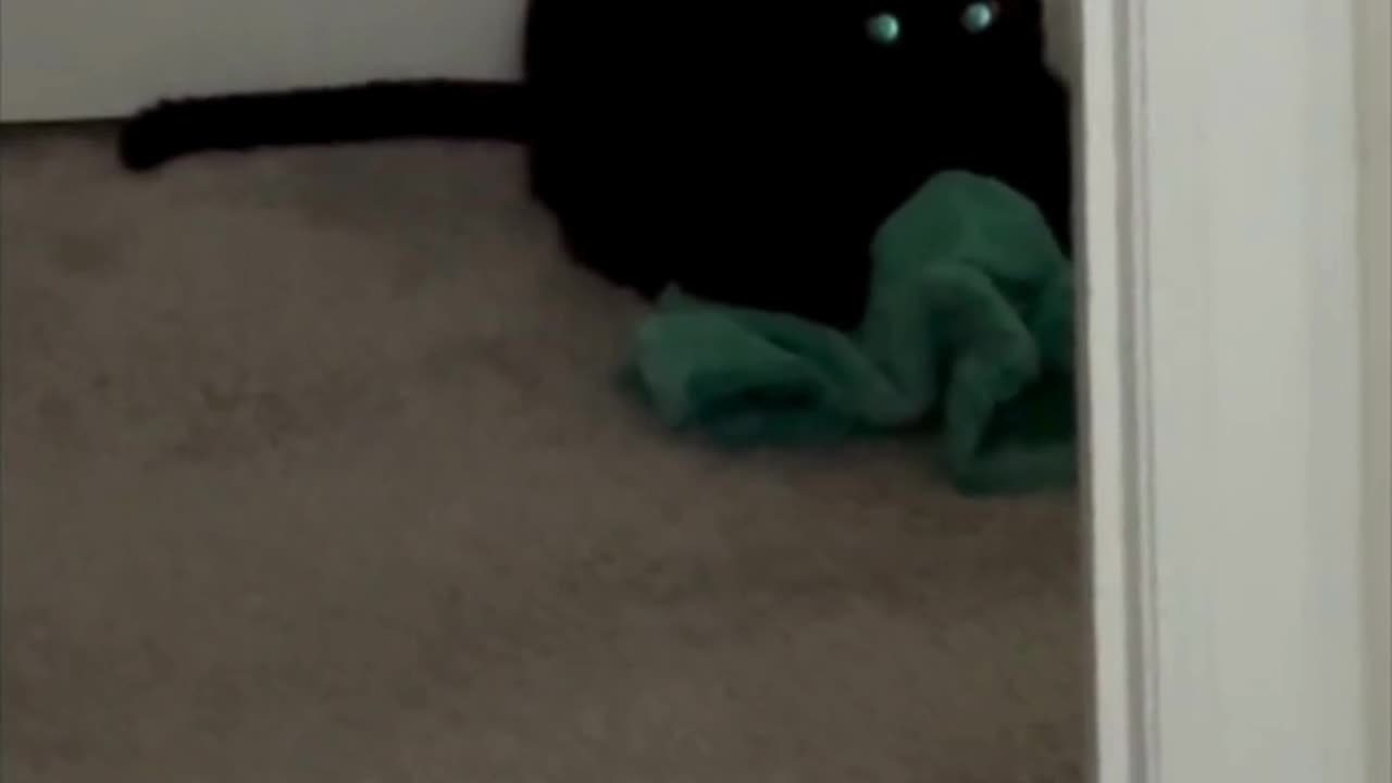 Cute Precious Piper Helps on Wash Day - My Adopted Shelter Cat Vlog #shorts