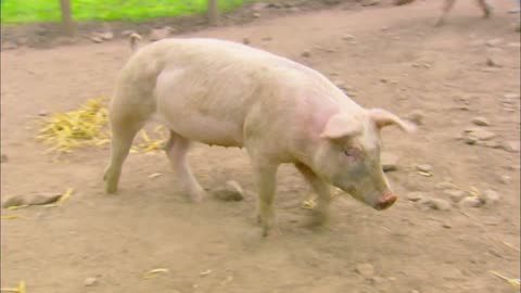 Mi Mascota y Yo - T01E19 - Carreras de Cerdos