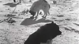 1949, How To Build An Igloo.