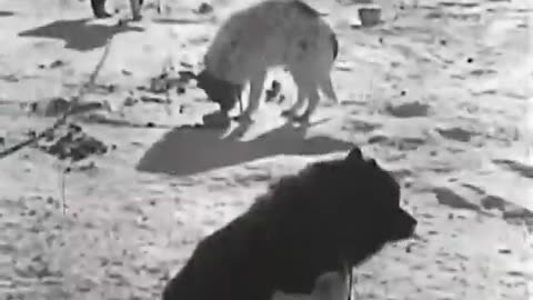 1949, How To Build An Igloo.