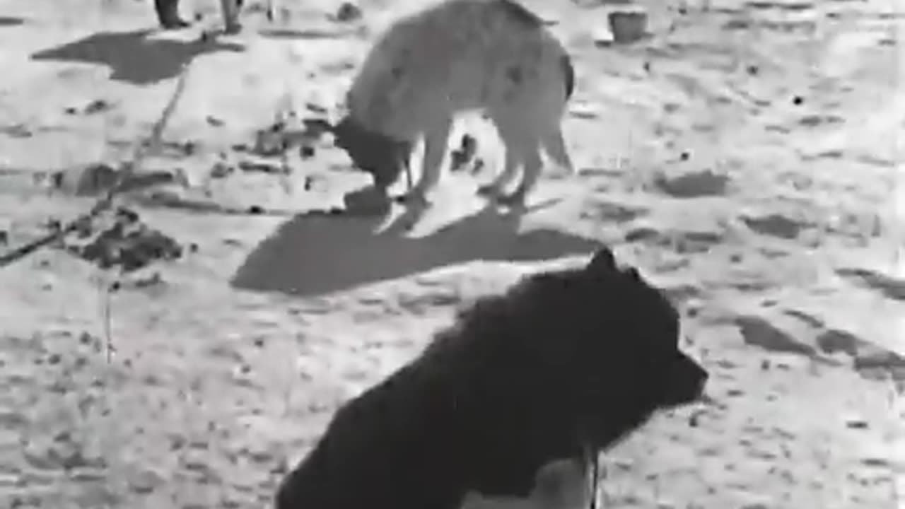 1949, How To Build An Igloo.