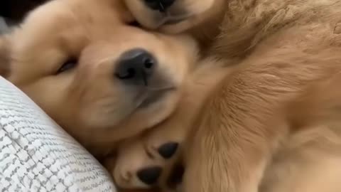 Super cute Golden Retriever puppys are cuddling with eachother
