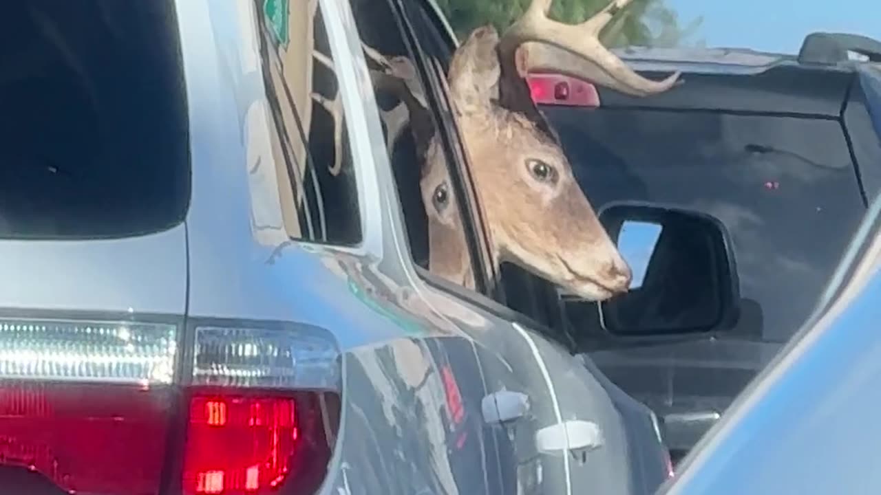 Deer Takes A Ride On Passenger Side