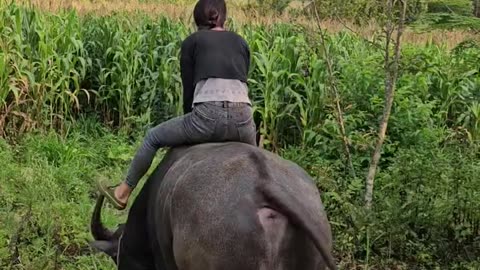 Come with me to herd cattle, a relaxing moment on the back of a buffalo