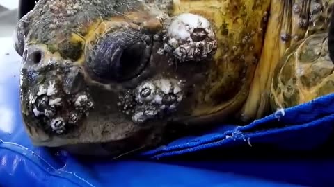 This enormous sea turtle was covered in barnacles.