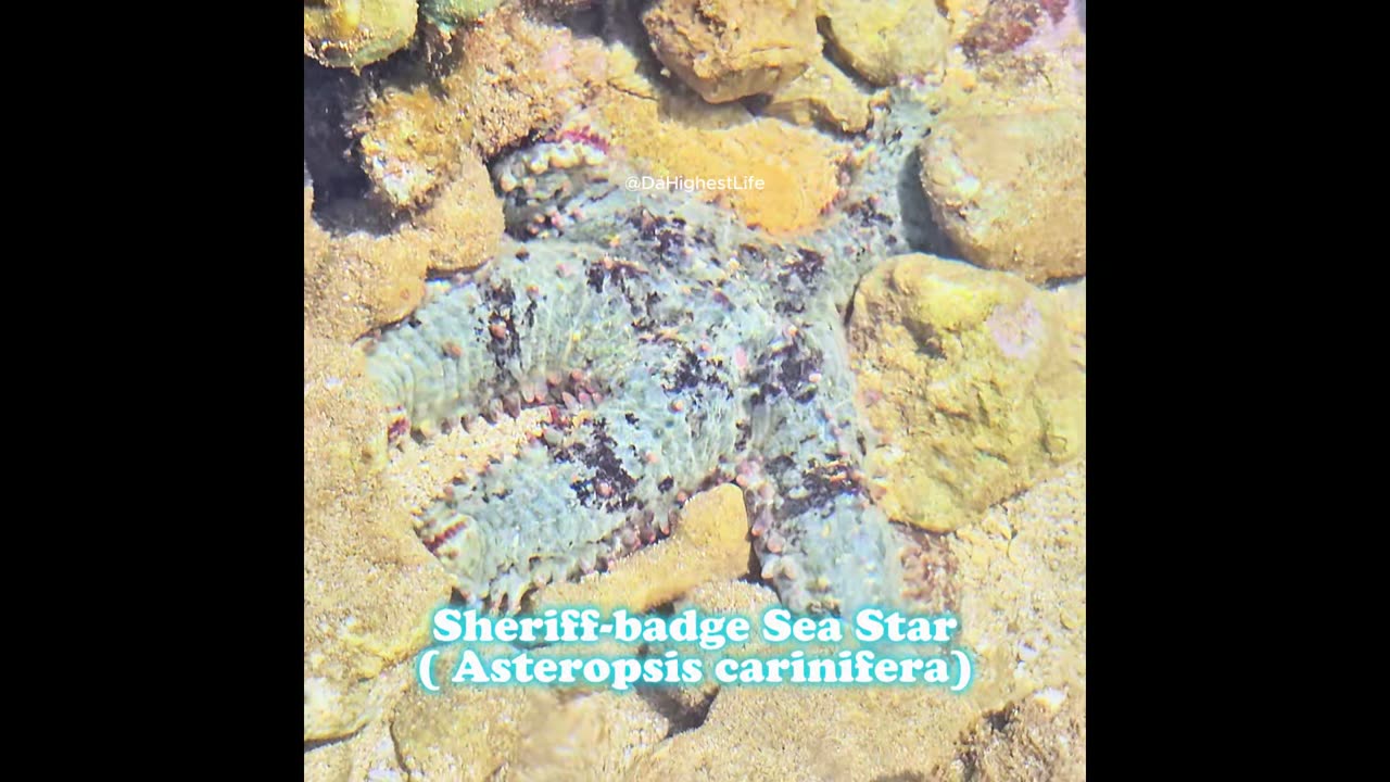 Sheriff badge Sea Star