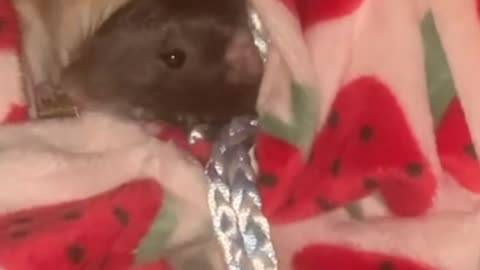 Pouch time: Enid munches and Wednesday goofily gets restless