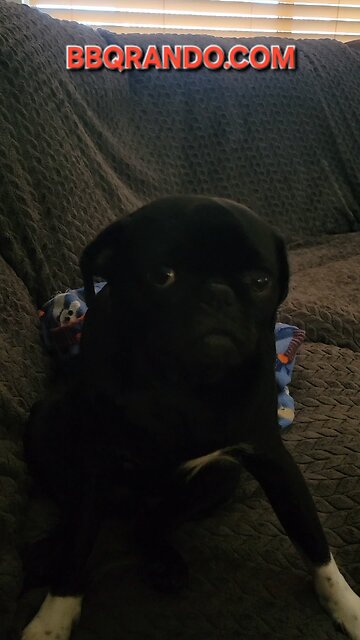 Arlo 🦴 is watching football 🏈 with BBQ Rando 🌵 💥