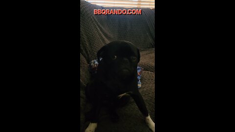 Arlo 🦴 is watching football 🏈 with BBQ Rando 🌵 💥