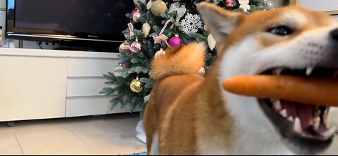 Eli the shiba discovers carrots