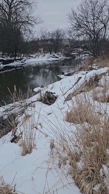 Ducks on Salt Creek Spooked as I Approach