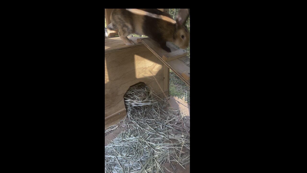 Bunny eats plant from my hand