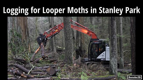 Logging for Looper Moths in Stanley Park