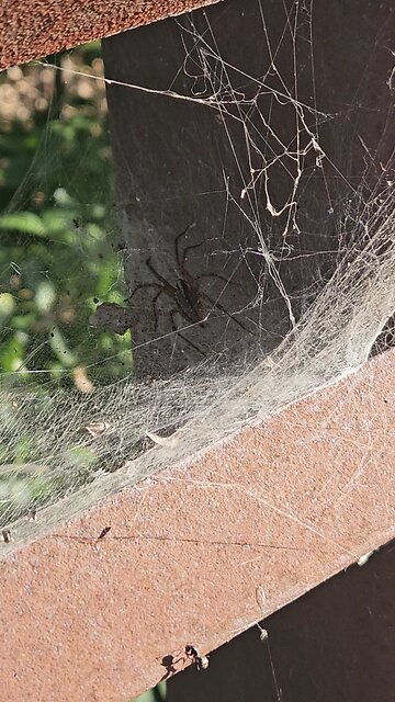 Another Big Scary Spider