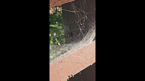 Another Big Scary Spider