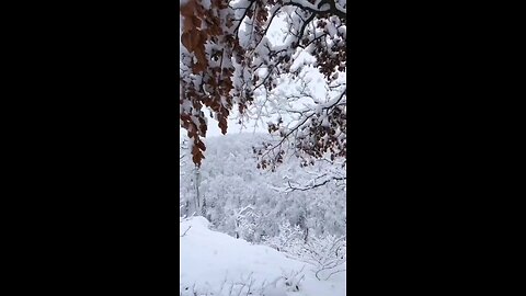 SNOWFALL 🌨️🌨️