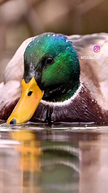 #Duck