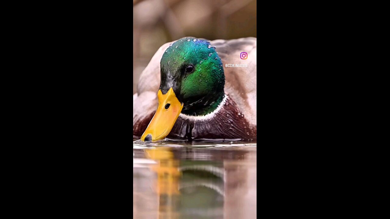 #Duck