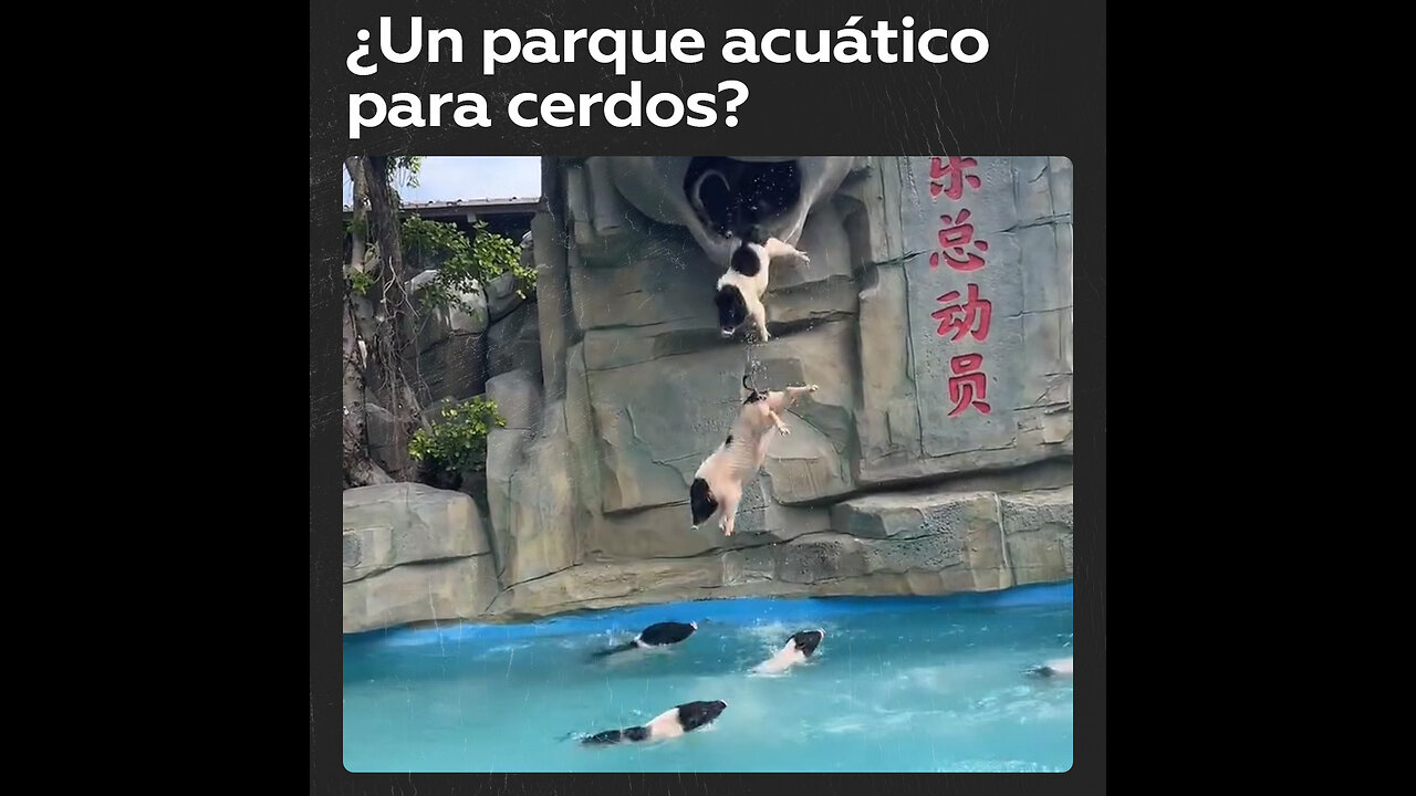 🐷Cerdos saltan a piscina desde plataforma especial