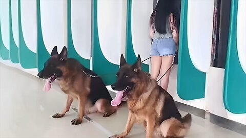 Who’s the Best Bodyguard? Belgian Malinois or German Shepherd