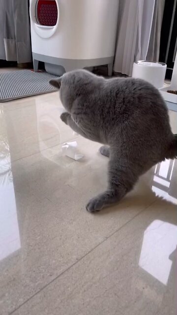 Funny Cat Video 25 - Angry Cat Beijng Teased