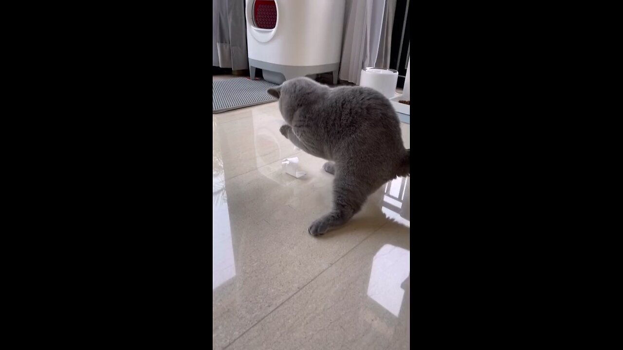 Funny Cat Video 25 - Angry Cat Beijng Teased