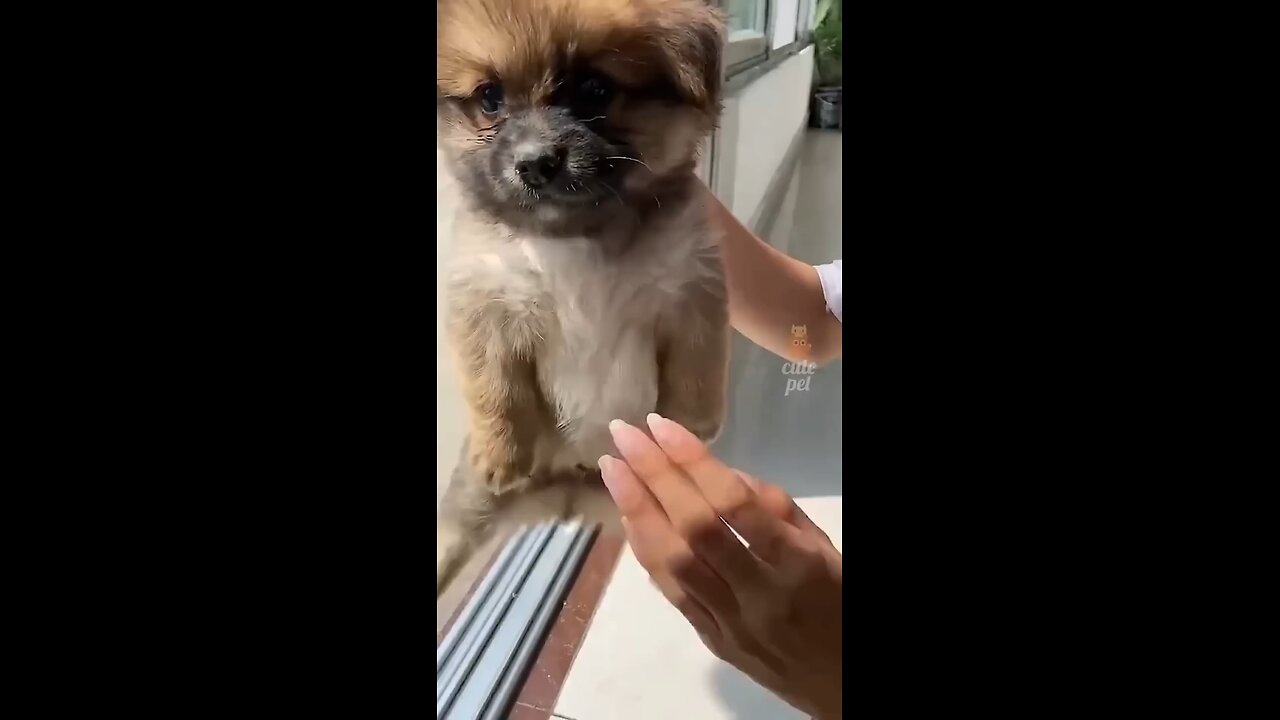 pets love 😘💓