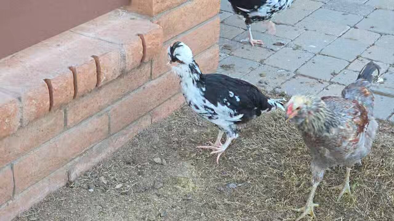 Widget the special needs chicken