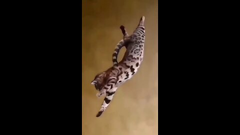 The grace of a cat is not just the fluidity of its movements, it is a dance of silent perfection.