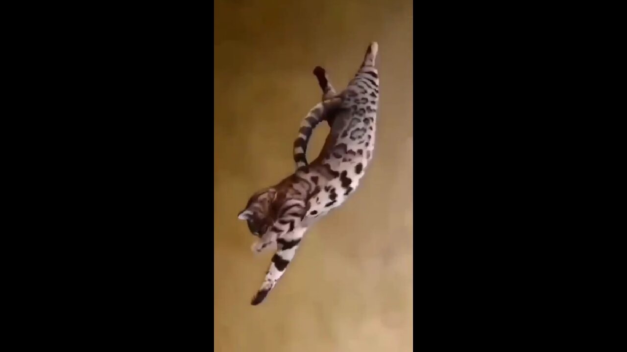 The grace of a cat is not just the fluidity of its movements, it is a dance of silent perfection.