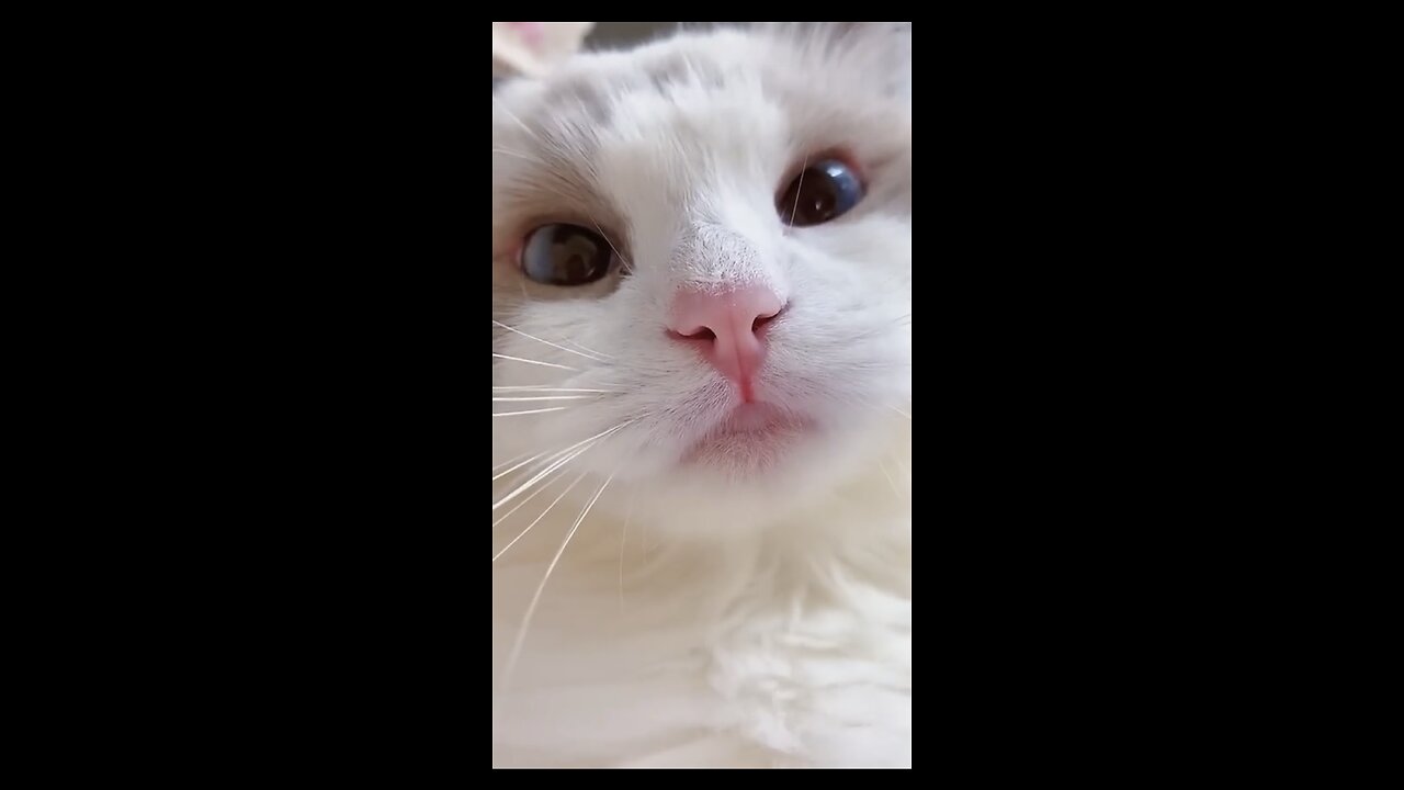 Funny Cats & Cute Kittens Compilation 💓 | Hilarious Cat Memes & Baby Meows