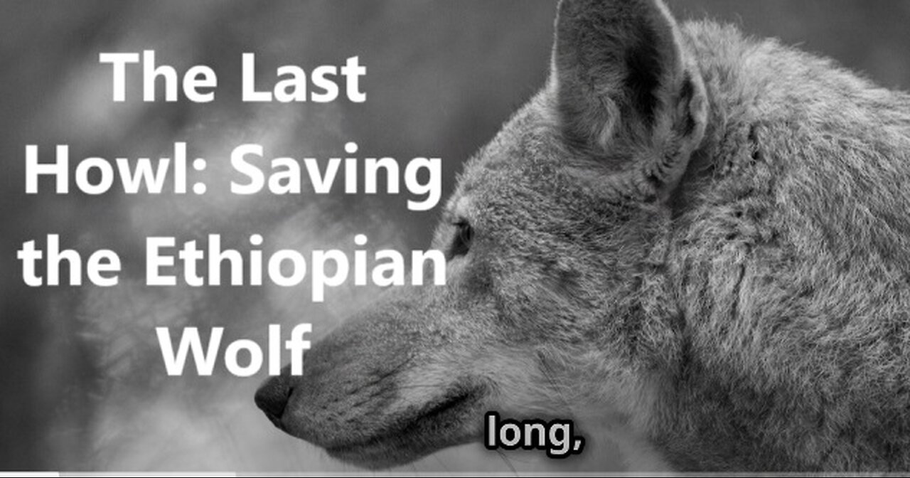 The Last Howl: Saving the Ethiopian Wolf