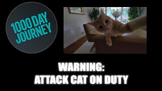 1000 Day Journey 0864 Warning: Attack Cat on Duty